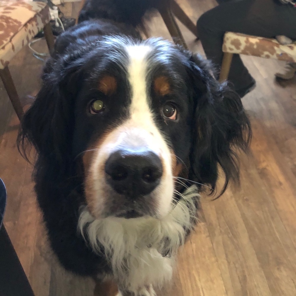 Meet your Posher, Jane